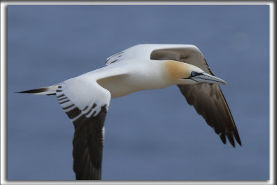 FOU DE BASSAN    /     NORTHERN GANNET    _HP_3279