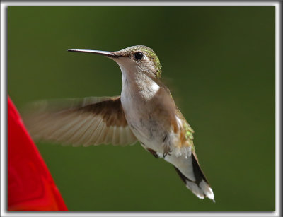 COLIBRI  GORGE RUBIS, femelle    /   RUBY-THROATED HUMMINGBIRD, female    _HP_4018