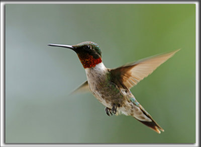 COLIBRI  GORGE RUBIS, mle    /   RUBY-THROATED HUMMINGBIRD, male    _HP_4253