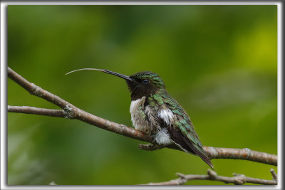 COLIBRI  GORGE RUBIS, mle    /   RUBY-THROATED HUMMINGBIRD, male    _HP_4507