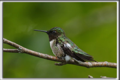 COLIBRI  GORGE RUBIS, mle    /   RUBY-THROATED HUMMINGBIRD, male    _HP_4551