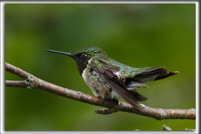 COLIBRI  GORGE RUBIS, mle    /   RUBY-THROATED HUMMINGBIRD, male    _HP_4604