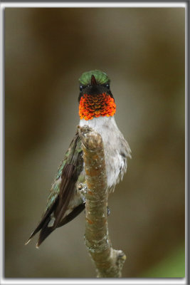 COLIBRI  GORGE RUBIS, mle    /   RUBY-THROATED HUMMINGBIRD, male    _HP_4630