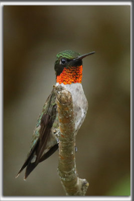 COLIBRI  GORGE RUBIS, mle    /   RUBY-THROATED HUMMINGBIRD, male    _HP_4632