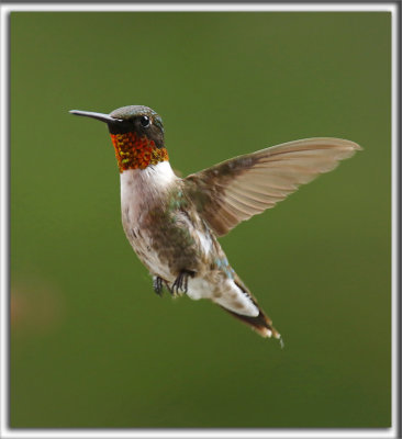 COLIBRI  GORGE RUBIS, mle    /   RUBY-THROATED HUMMINGBIRD, male    _HP_4656