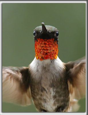 COLIBRI  GORGE RUBIS   /   RUBY-THROATED HUMMINGBIRD