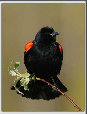 CAROUGE  PAULETTES, mle  /  RED-WINGED BLACKBIRD, male    _HP_7523