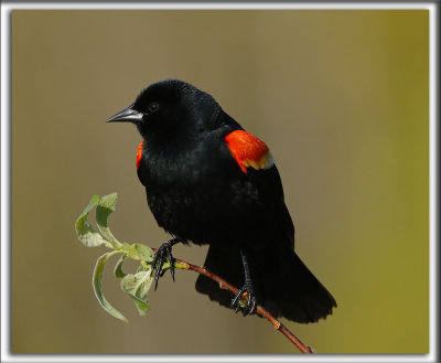 CAROUGE  PAULETTES, mle  /  RED-WINGED BLACKBIRD, male    _HP_7507