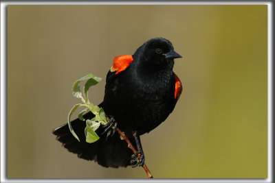 CAROUGE  PAULETTES, mle  /  RED-WINGED BLACKBIRD, male    _HP_7495