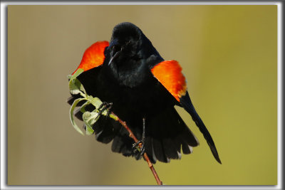 CAROUGE  PAULETTES, mle  /  RED-WINGED BLACKBIRD, male    _HP_7502