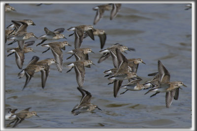 BCASSEAU SEMIPALM   /   SEMIPALMATED SANDPIPER    _HP_0247