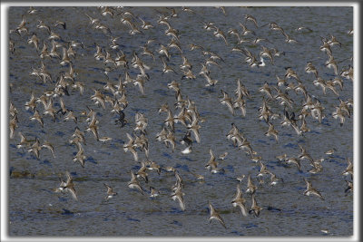 BCASSEAU SEMIPALM   /   SEMIPALMATED SANDPIPER    _HP_9198