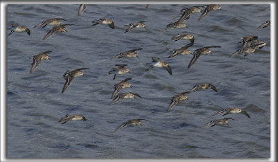 BCASSEAU SEMIPALM   /   SEMIPALMATED SANDPIPER    _HP_9279