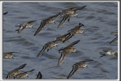 BCASSEAU SEMIPALM   /   SEMIPALMATED SANDPIPER    _HP_9282