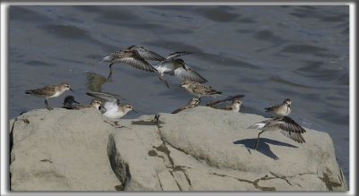 BCASSEAU SEMIPALM   /   SEMIPALMATED SANDPIPER    _HP_9297