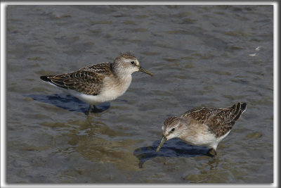 BCASSEAU SEMIPALM   /   SEMIPALMATED SANDPIPER    _HP_9386