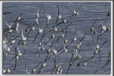 BCASSEAU SEMIPALM   /   SEMIPALMATED SANDPIPER    _HP_9652