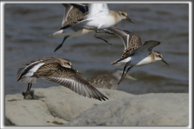 BCASSEAU SEMIPALM   /   SEMIPALMATED SANDPIPER