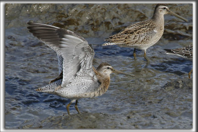 BCASSIN ROUX   /   SHORT-BILLED DOWITCHER