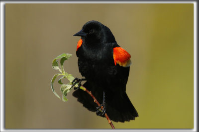 CAROUGE  PAULETTES, mle  /  RED-WINGED BLACKBIRD, male     _HP_7501