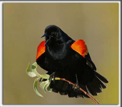 CAROUGE  PAULETTES  /  RED-WINGED BLACKBIRD