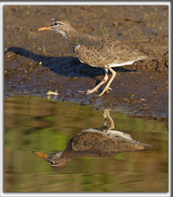 CHEVALIER GRIVEL   /   SPOTTED SANDPIPER     _HP_7155