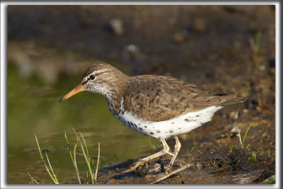 CHEVALIER GRIVEL   /   SPOTTED SANDPIPER     _HP_7290