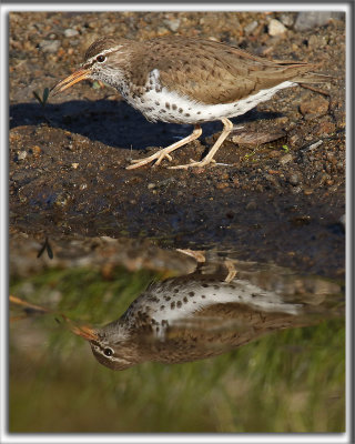 CHEVALIER GRIVEL   /   SPOTTED SANDPIPER     _HP_7324
