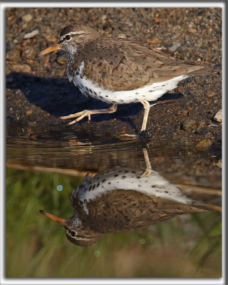 CHEVALIER GRIVEL   /   SPOTTED SANDPIPER     _HP_7350
