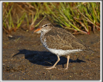 CHEVALIER GRIVEL   /   SPOTTED SANDPIPER     _HP_7211