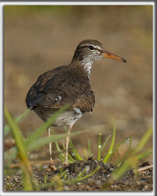 CHEVALIER GRIVEL   /   SPOTTED SANDPIPER