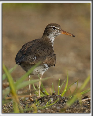 CHEVALIER GRIVELÉ / SPOTTED SANDPIPER
