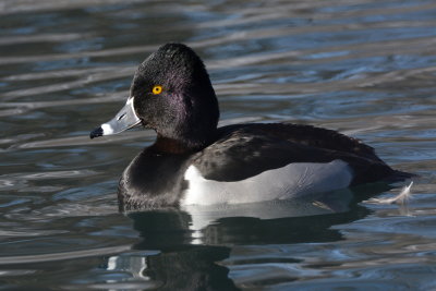 Ring neck duck (2).JPG