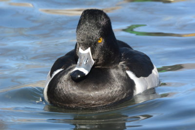 Ring neck duck.JPG