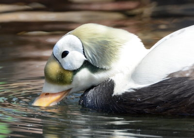 Spectacled Eider (2).JPG