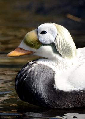 Spectacled Eider (3).JPG