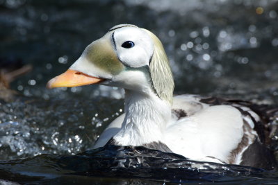 Spectacled Eider.JPG