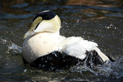 Common Eider (2)