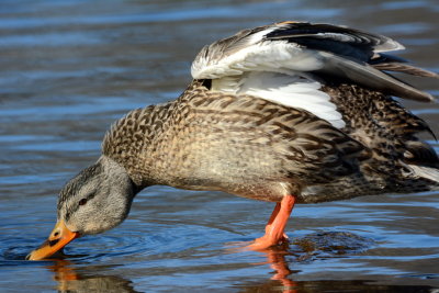 Hen Mallard drinking