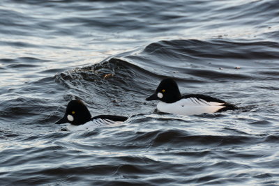 Goldeneye pair