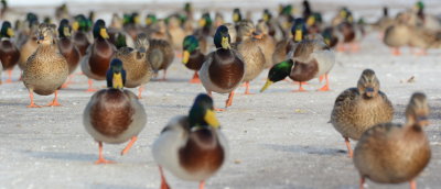 March of the Mallards