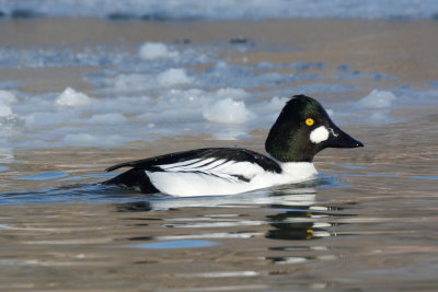 Drake goldeneye