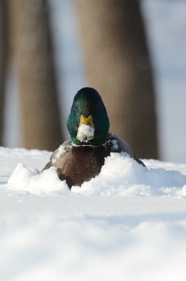 Drake mallard in snow