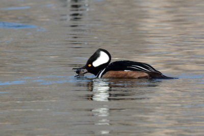 Hooded merganser with bullhead