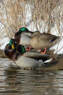 Mallard with a band