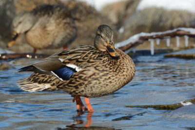 Hen mallard posing