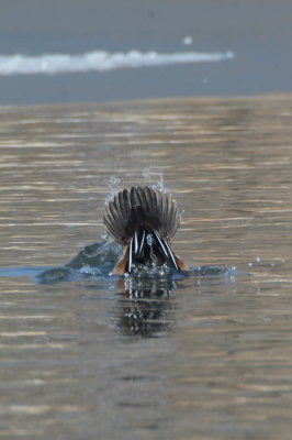 Hooded merganser tail