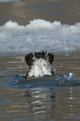 Goldeneye tail