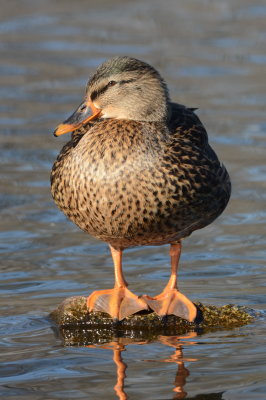 Hen mallard on a rock