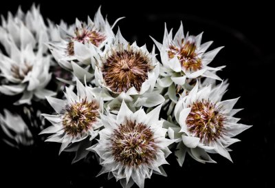 Flower_002_1.jpg